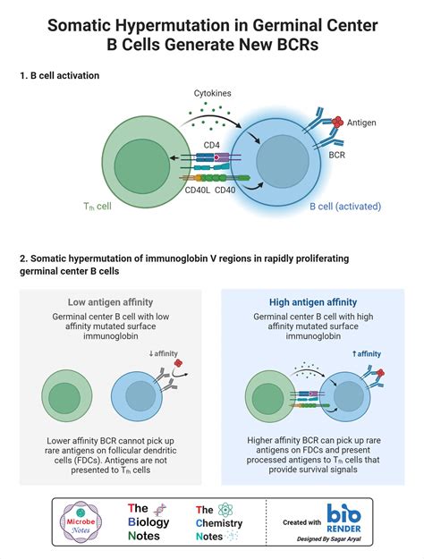 Somatic Mutation vs. Germline Mutation: 13 Key Differences