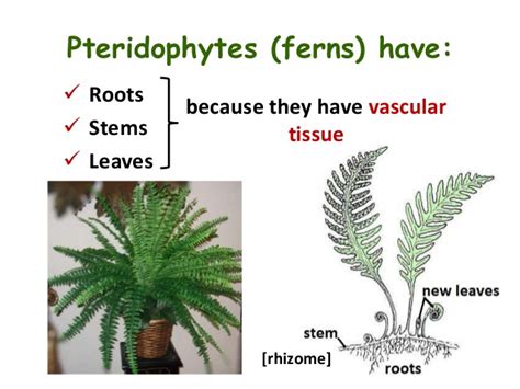 Pteridophytes - NEET Lab