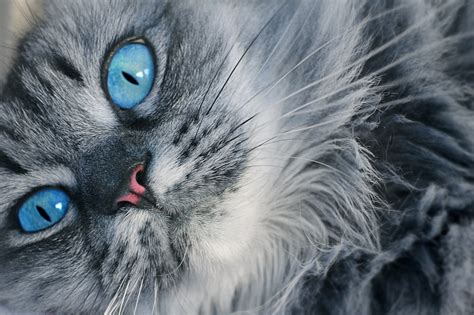 2560x1080 resolution | gray Persian cat, Cat, Muzzle, Blue-eyed HD ...