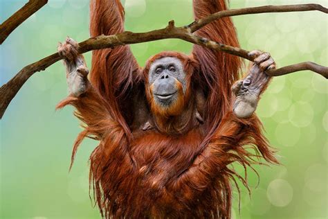 Orangutans create new ways to communicate with each other in captivity ...