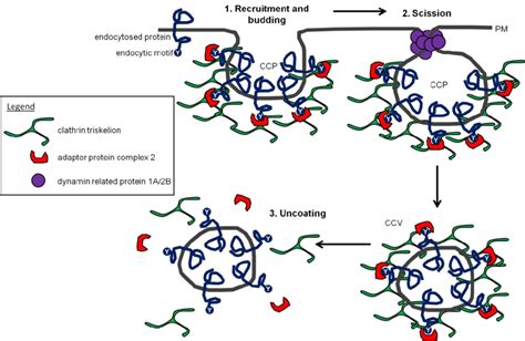 schematic representation of clathrin-mediated endocytosis in plants ...