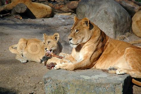 Lion mother and child eating | Stock image | Colourbox