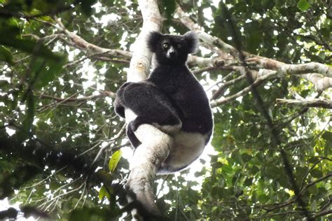 Indri at Andriantantely – Lemur Conservation Network