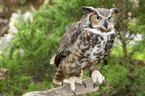 Owls In Alabama: 7 Species To See In The Heart Of Dixie