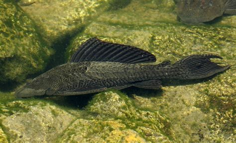 Pleco Size: How Big Do Plecos get? (By Species) | Keeping Catfish