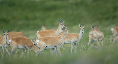 Our Work in Mongolia | The Nature Conservancy Hong Kong