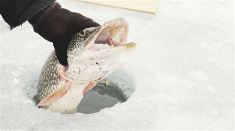 10 Best Ice Fishing Lures for Northern Pike ⋆ Tackle Scout