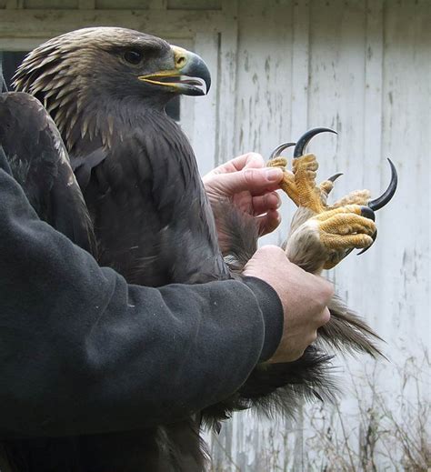 🔥 The absolute size of this Eagle's talons 🔥 : r/NatureIsFuckingLit