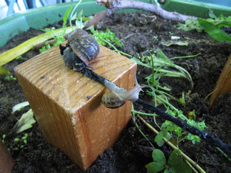 47 Cool What Is The Best Habitat For A Snail - insectza