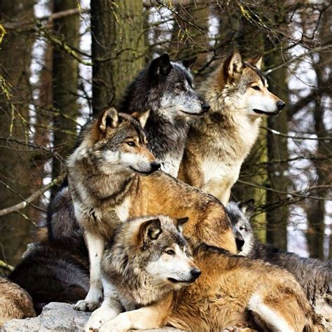 Wolf Pack - YouTube