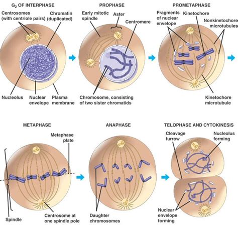 Stages of the Cell Cycle - Mitosis (Metaphase, Anaphase and Telophase ...