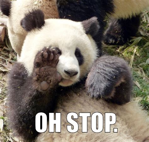 84 Mad Panda Memes - Funny Memes