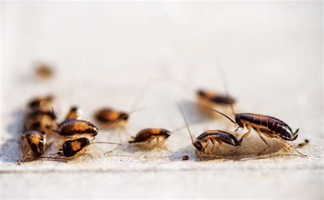 10 ways customers can help control cockroaches | Pest Management ...