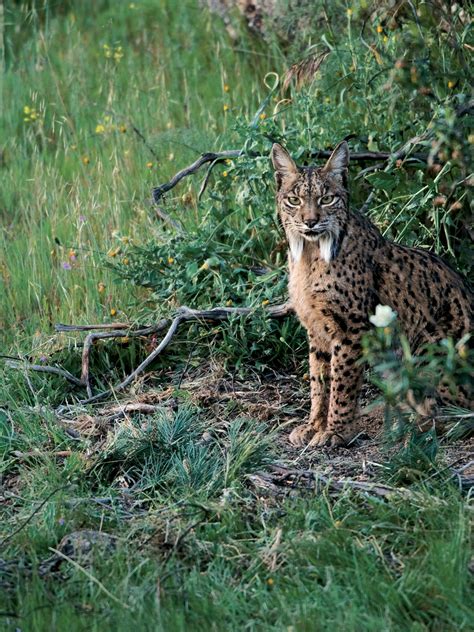 Iberian Lynx Cubs