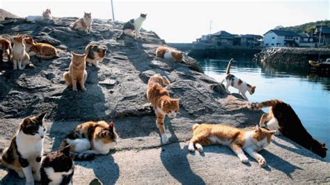 Visiting Tashirojima, the Japanese Cat Island - JRailPass