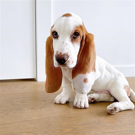 Available Basset Puppies For Rehomging/Adoption | Affectionate Basset ...