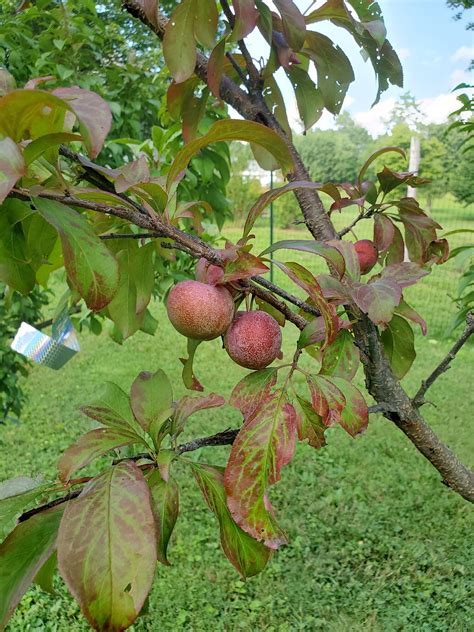 Satsuma plum - Page 2 - General Fruit Growing - Growing Fruit