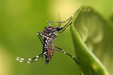 Aedes aegypti - Wikipedia, la enciclopedia libre