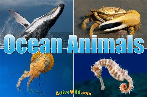 Ocean Animals For Kids & Adults: List Of Animals That Live In The Ocean