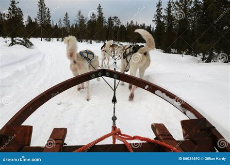 Dog Sleigh stock photo. Image of frosty, glow, landscape - 86036692