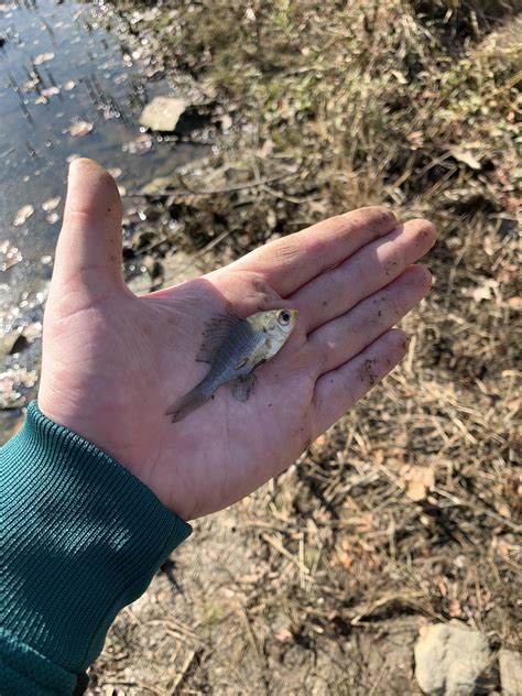 I have baby hands and this Sunfish still looks small : MicroFishing