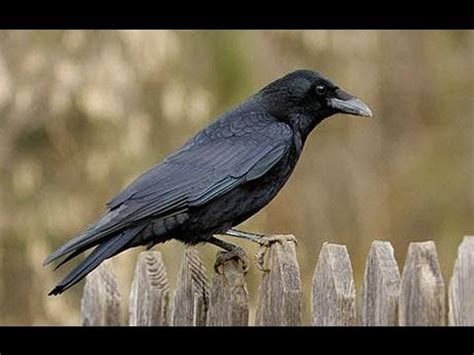 CROW Caw - its Birdsong - AV - YouTube