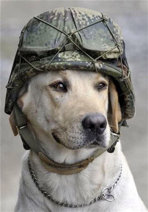 A Soilder's Best Friend (42 Pics (With images) | Military dogs, Dogs ...