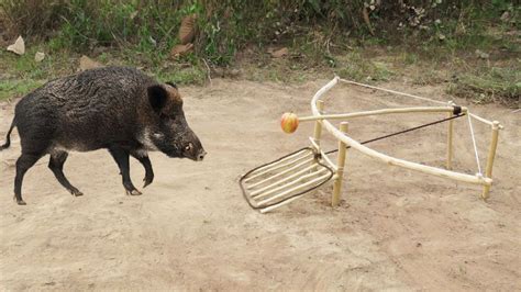 Technology Creative Simple Wild Pig Trap Make From Wood Bow - How To ...