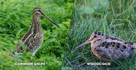 Common Snipe vs. Woodcock: A Closer Look at Two Wader Birds - The ...