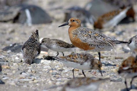 Red Knot - Calidris canutus - NatureWorks