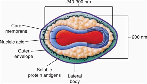 11 Poxviruses | Basicmedical Key