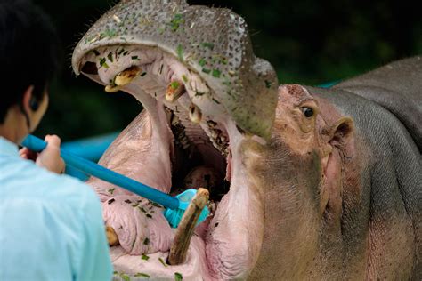 Tanzania auctions off 3.5 tonnes of teeth from vulnerable hippos