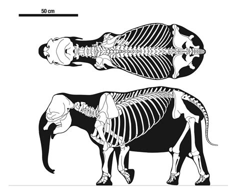 Rigorous multiview skeletal restoration of adult female Palaeoloxodon ...