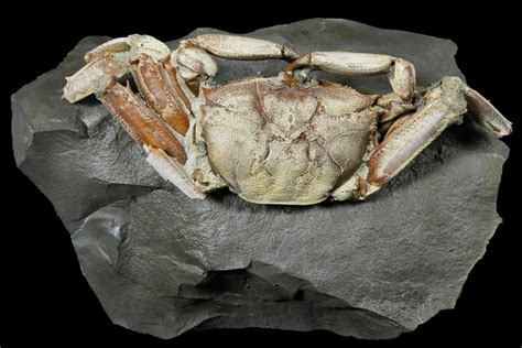 5.3" Fossil Crab (Macrophtalmus) Mounted On Rock - Madagascar (#130630 ...