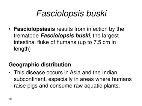 PPT - Fasciola hepatica PowerPoint Presentation - ID:330322