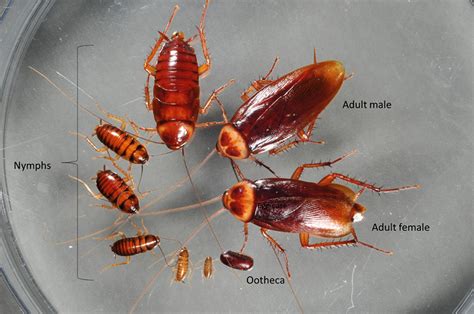 Cockroach Life Cycle & Stages: Egg, Nymph, Adult