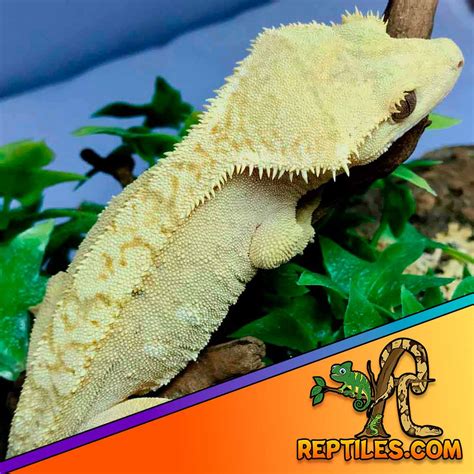 Crested Gecko Habitat Set up | Crested Gecko Terriaum Setup Enclosure