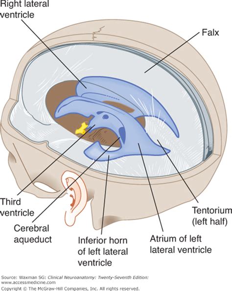 Anatomy Of Ventricles Of Brain