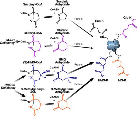 A Class of Reactive Acyl-CoA Species Reveals the Non-enzymatic Origins ...