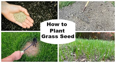 How to Plant Grass Seed: A Simple Guide to Success