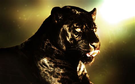 Cool Panther Wallpapers - Wallpaper Cave