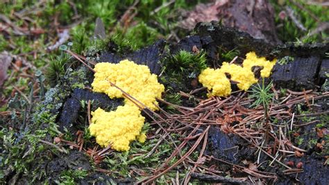 Mushroom Hunt Pictures – Some Yellow Fungus