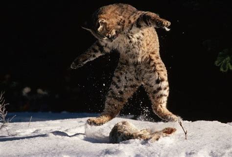 Hunting lynx (12 pics) - Izismile.com