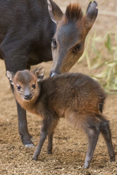 27 Zoo Babies ideas | zoo babies, zoo, animals