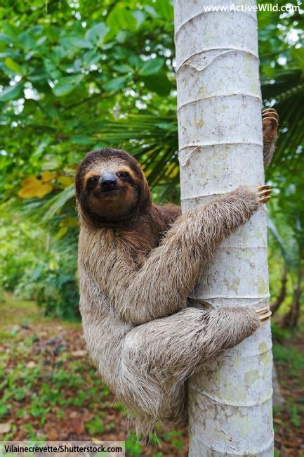 Sloth Facts For Kids Adults Pictures Information Video Discover This ...