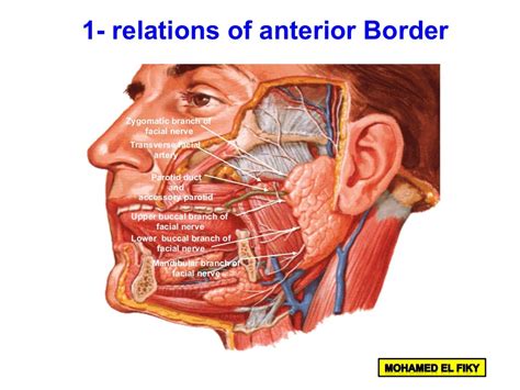 Parotid Gland Parotitis