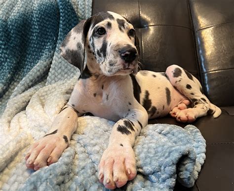 Full EUROPEAN Harlequin Male Great Dane - Great Dane Puppies for Sale ...