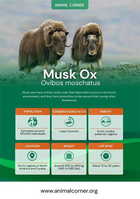 Musk Ox - Key Facts, Information & Habitat