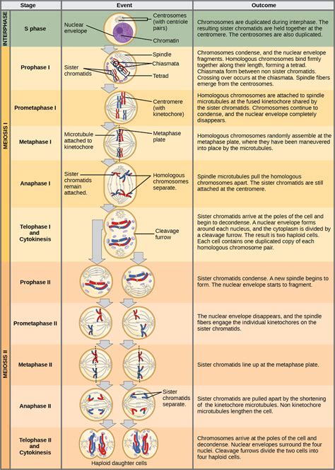 Meiosis | Stages, Significance, Phases & Comparison