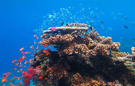 Snorkeling Cruise Ship Guests Fiji/Ocean Ventures Fiji/Savusavu, Fiji